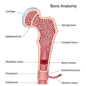 Bone Anatomy